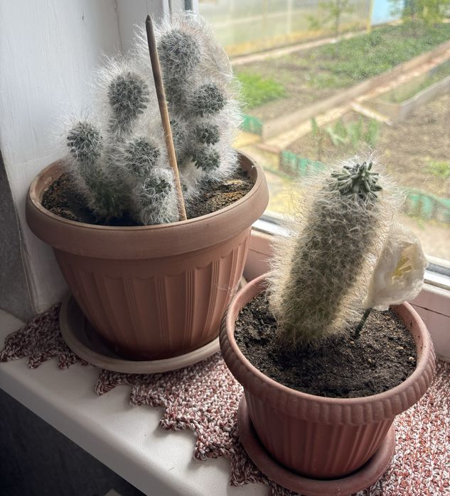 кактусы пушки