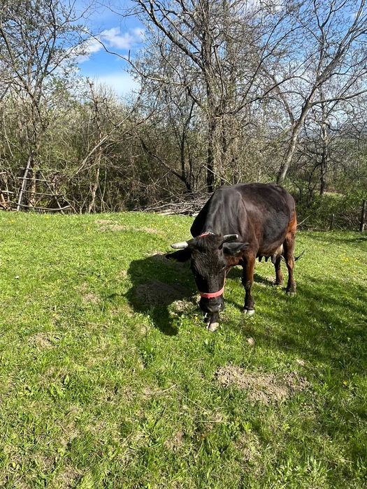 Vaca buna de lapte