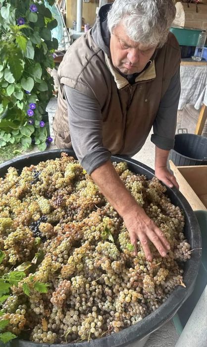 Vindem strguri de vin avem toate soiurile disponibile