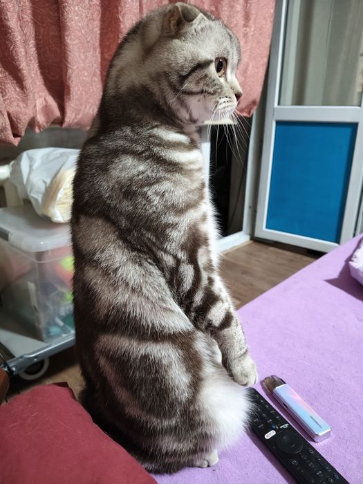 Продам котят  шотландского котёнка скоттиш фолд
