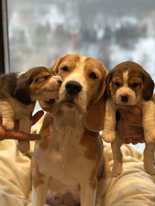 Бигль щенки с родословной