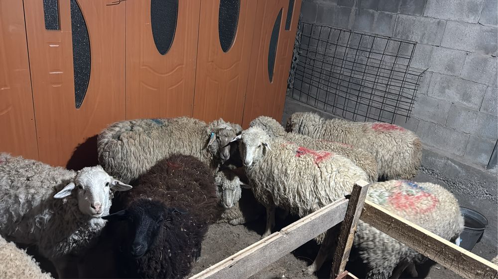 Қой тоқты қошқар