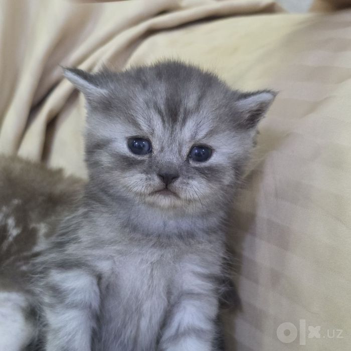 Котята пародистые