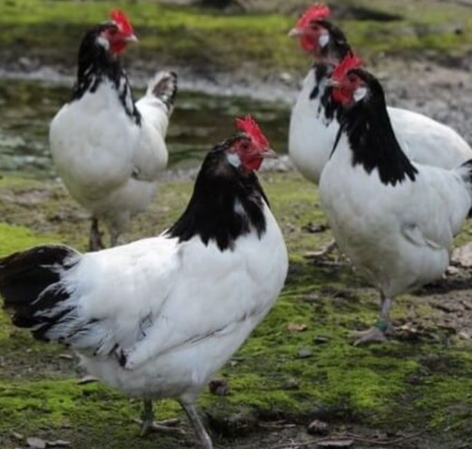 Лакенфельдер куры