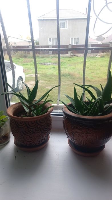 Комнатные цветы.