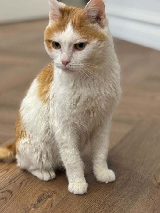 Кот кастрирован ищет дом