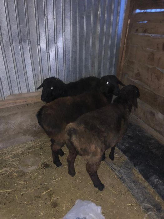 3 кой сатлады алам деушлер хабарласамыз