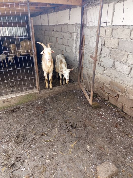 Vând iede de anul trecut și capre