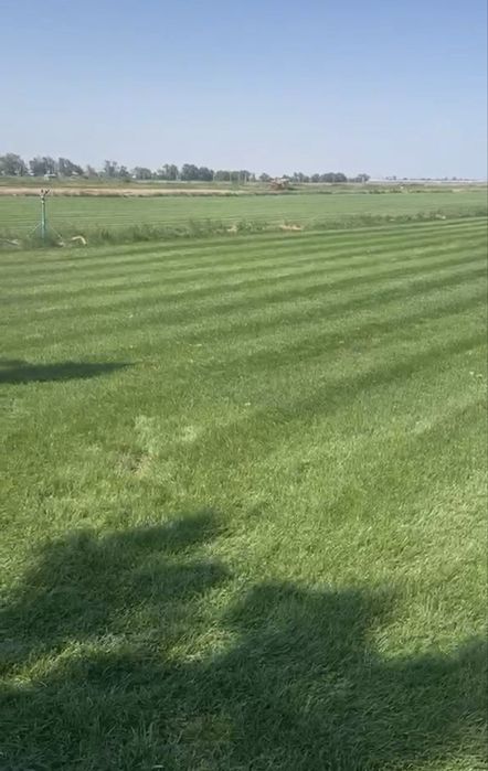 рулонный газон качественный