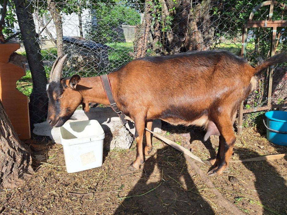 Capra Alpin Francez