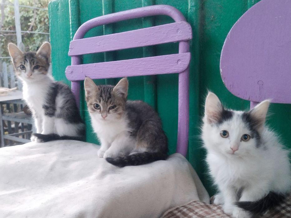 Отдам котят бесплатно