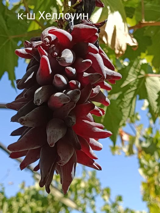 Саженцы винограда