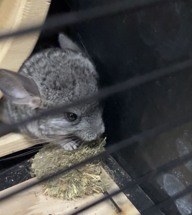 Продам шиншилл девочки