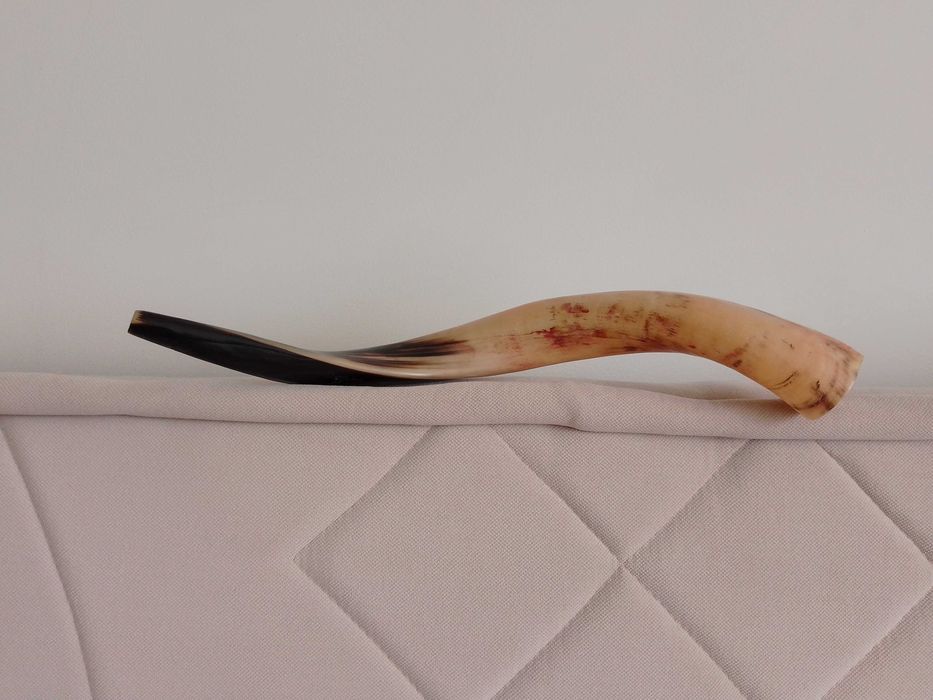 Идеальный Йеменский рог. Шофар!