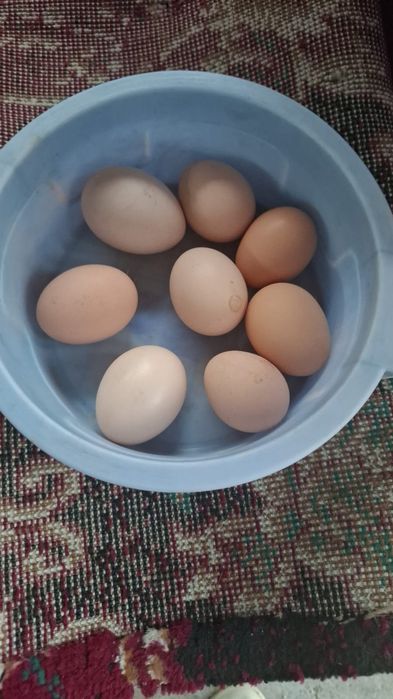 Тауық тауық тауық