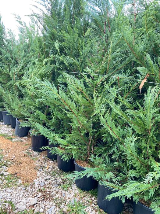 Transformă-ți Curtea cu Leylandii – Calitate Extra și Montaj Inclus