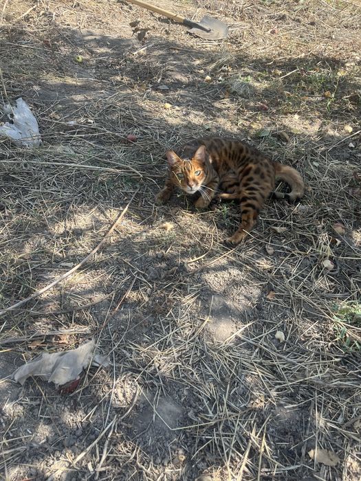 Бенгальска кошка