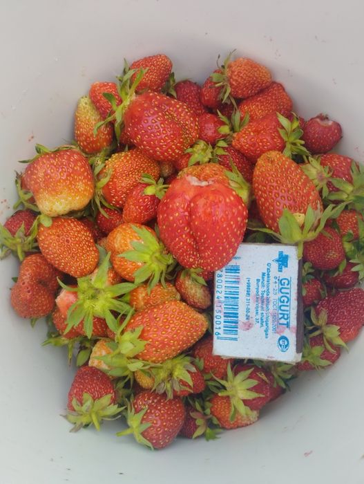 Рассада клубники