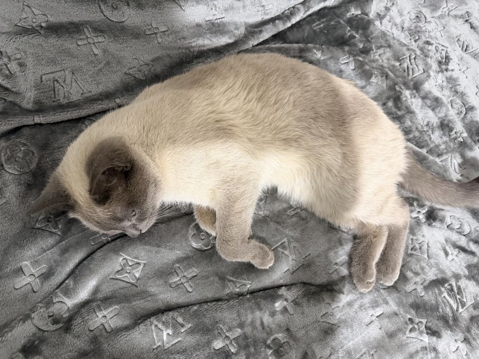 кошечка лапочка милашка