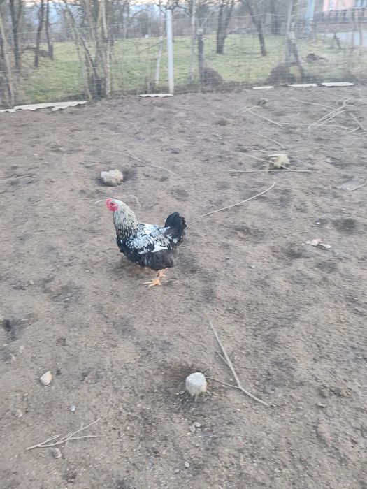 Cocoș de vânzare