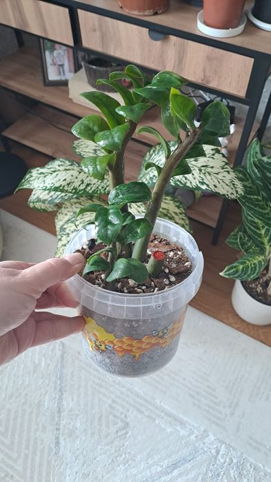 Продам комнатные цветы