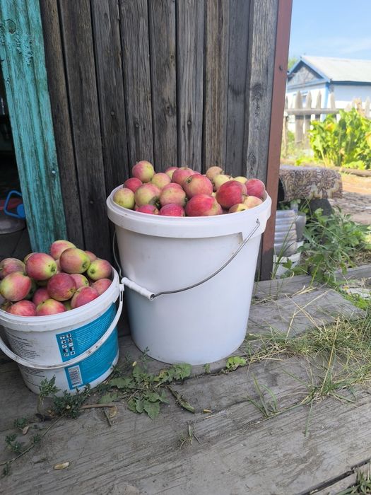 Продам кисло-сладкие яблокии