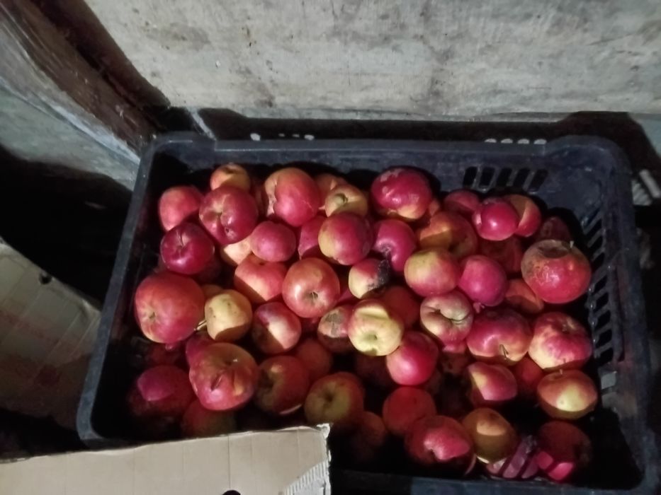 Mere naturale pentru suc  - sau pentru țuică/ palincă