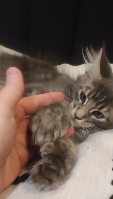 Котята мейн кун полидакт
