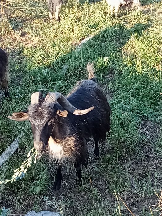 Țapi de vânzare  tineri