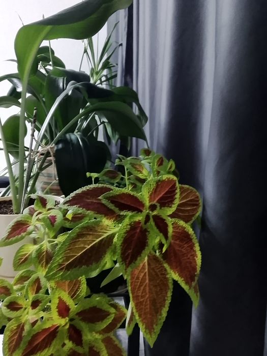 Комнатные растения. Распродажа.