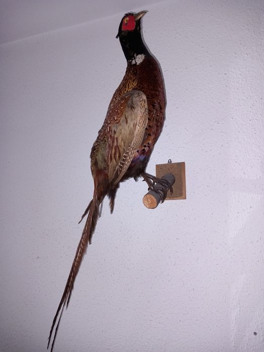 Vand un fazan impaiat