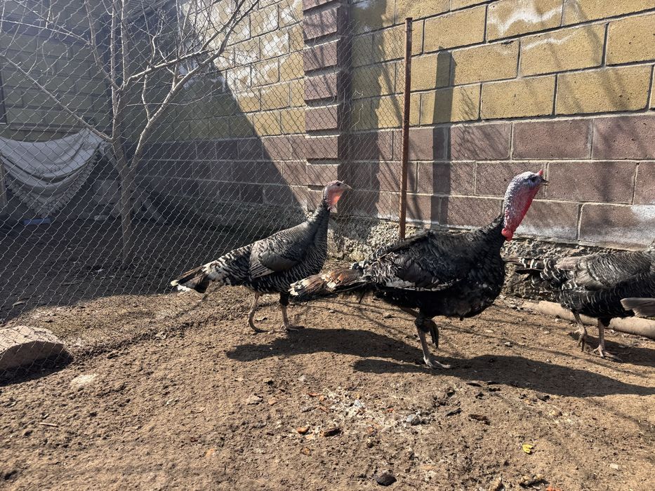 Индюк и 3 индюшки крупные