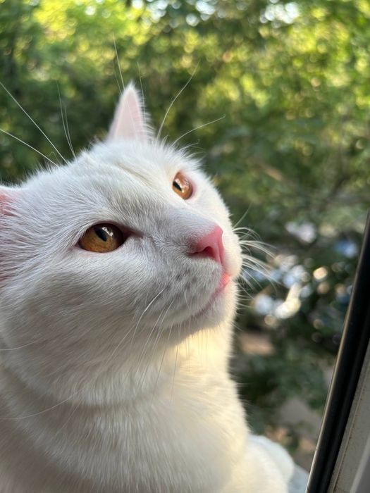 СРОЧНО!! нужен дом котику