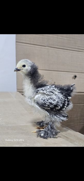 Продаются чистокровные цыплята и яйца породы брама
