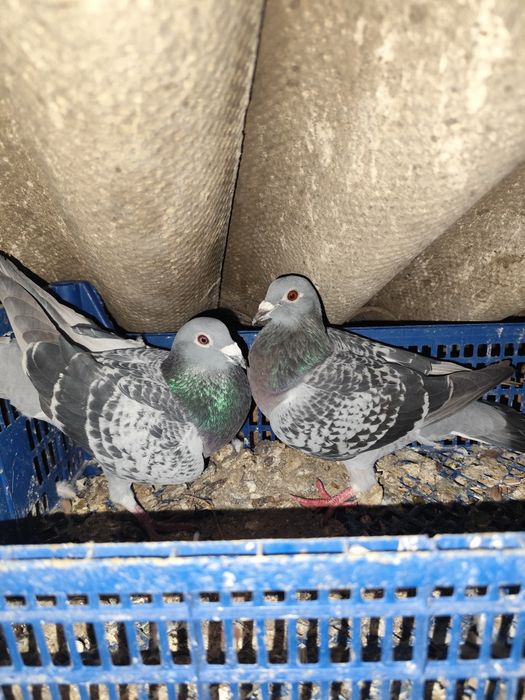 Mascul voiajor ,linii foarte bune