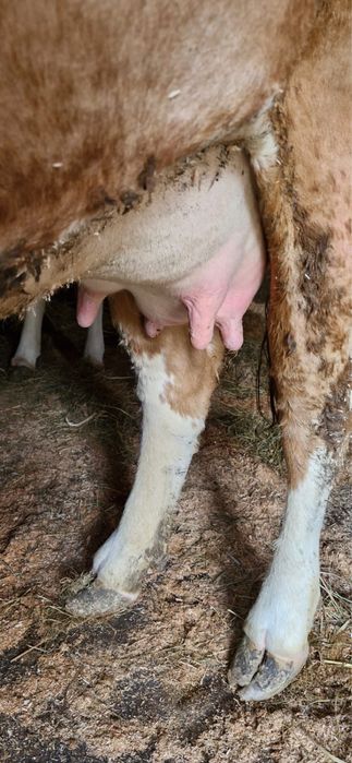 vand vaca la prima fatare