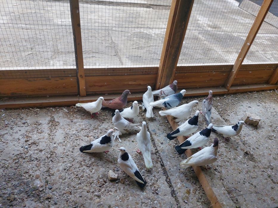 Кептер Құс Голуби