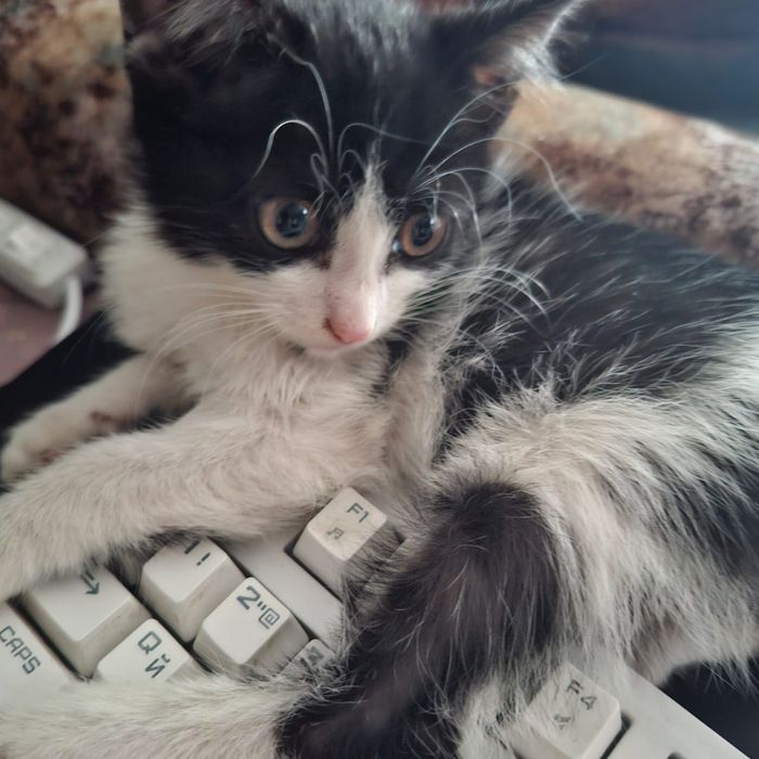 Отдам котенка в хорошие руки
