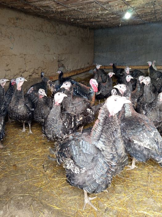 Ундуктер сатылады