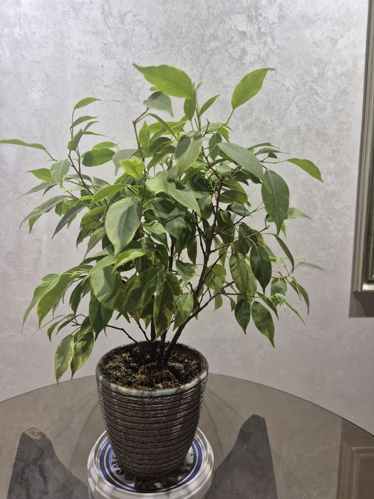 Комнатные растения