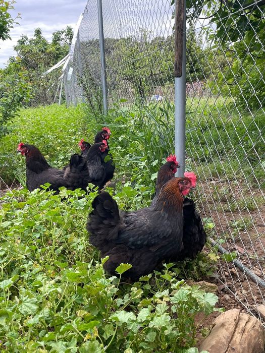 Разплодни яйца от Черен мед маран