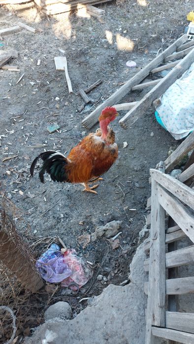 Птица  счастья есть потом не будет!