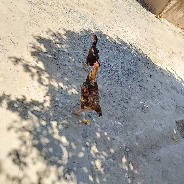 Kulangi tuxumlariga zakaz olamiz