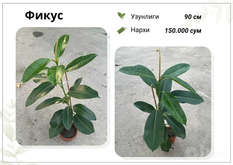 Фикус, Кора Шахзода, хар хил