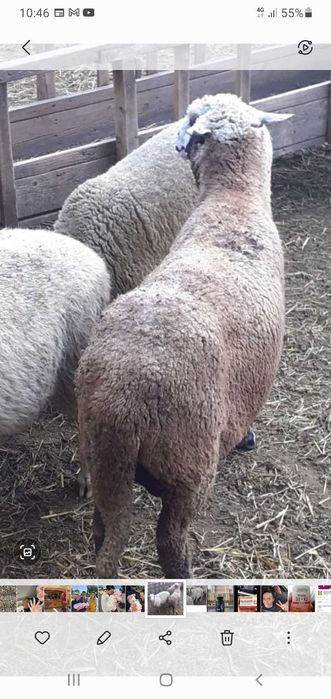 Oi de vinzare.,pastramă