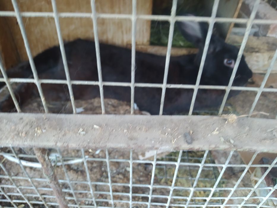 Zotdor quyonlar sotiladi