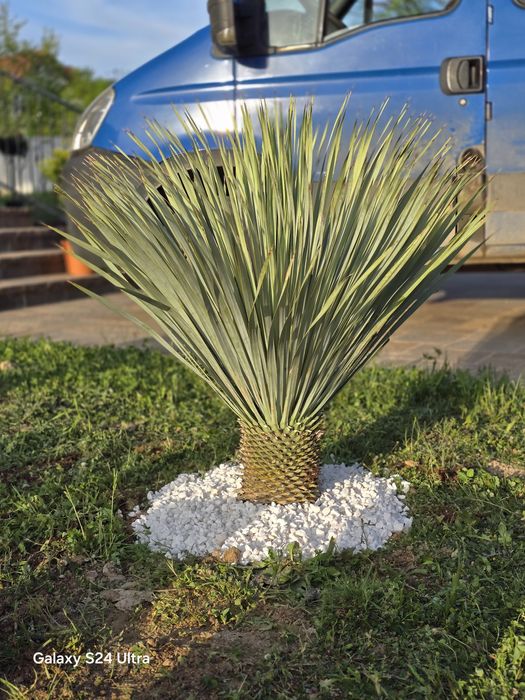 Yucca rostrata albastră