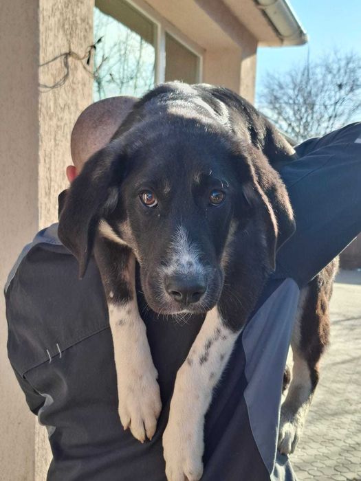 Donez pui de 5 luni de metis de carpatin