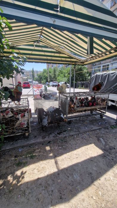 Sergili dehqon bozorida parrandalar sotiladi