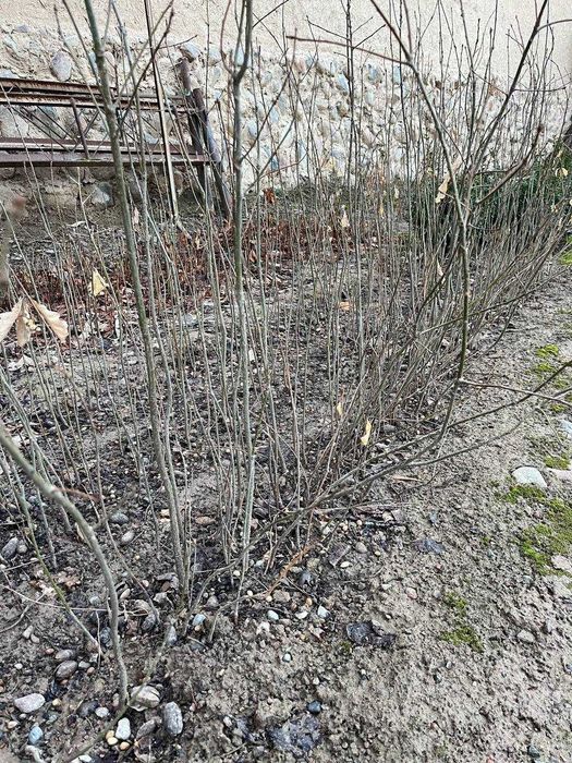 Magoniya ko’chati, dub sensa, sosna (krimskiy) sensa, shamshod